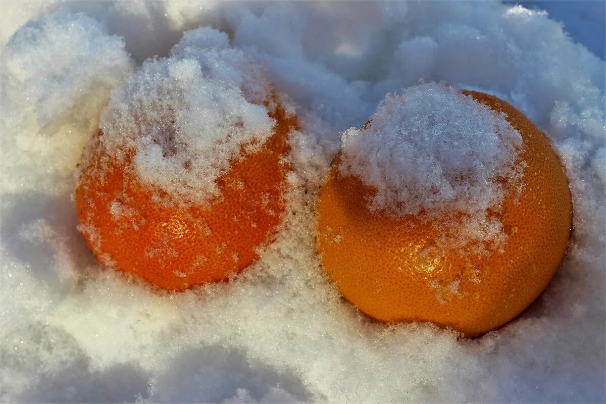 апельсины зимой. апельсины зимой. мандаринки в снегу. мандарины на снегу. апельсины зимой.