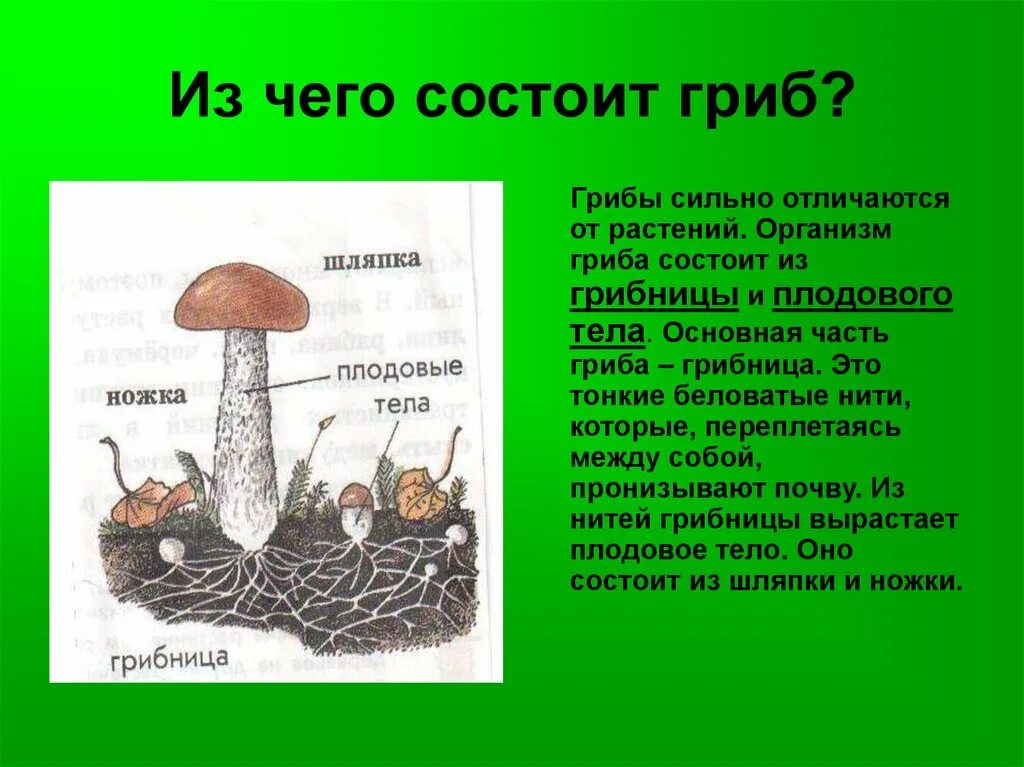 Тело гриба состоит из ответ. Из чего состоит гриб. Название частей гриба. Основные части гриба. Картинка из чего состоит гриб.