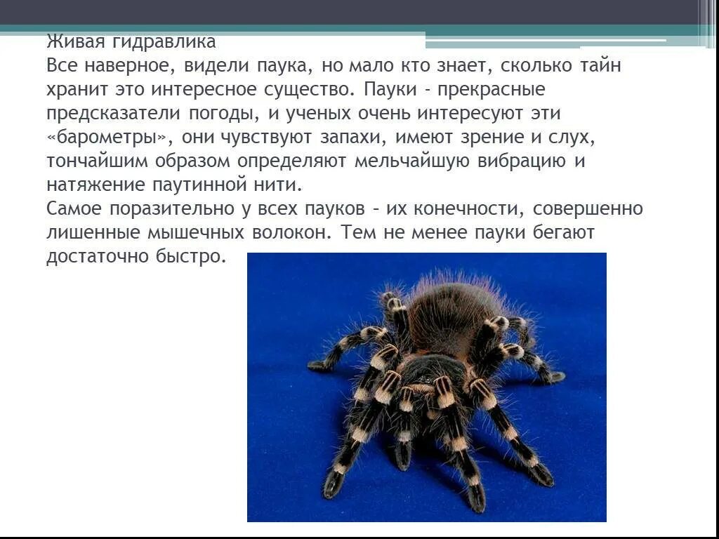 Увидеть дома паука примета. Паук примета. Увидеть паука примета. Пауки в доме приметы. Паук в доме к чему примета.