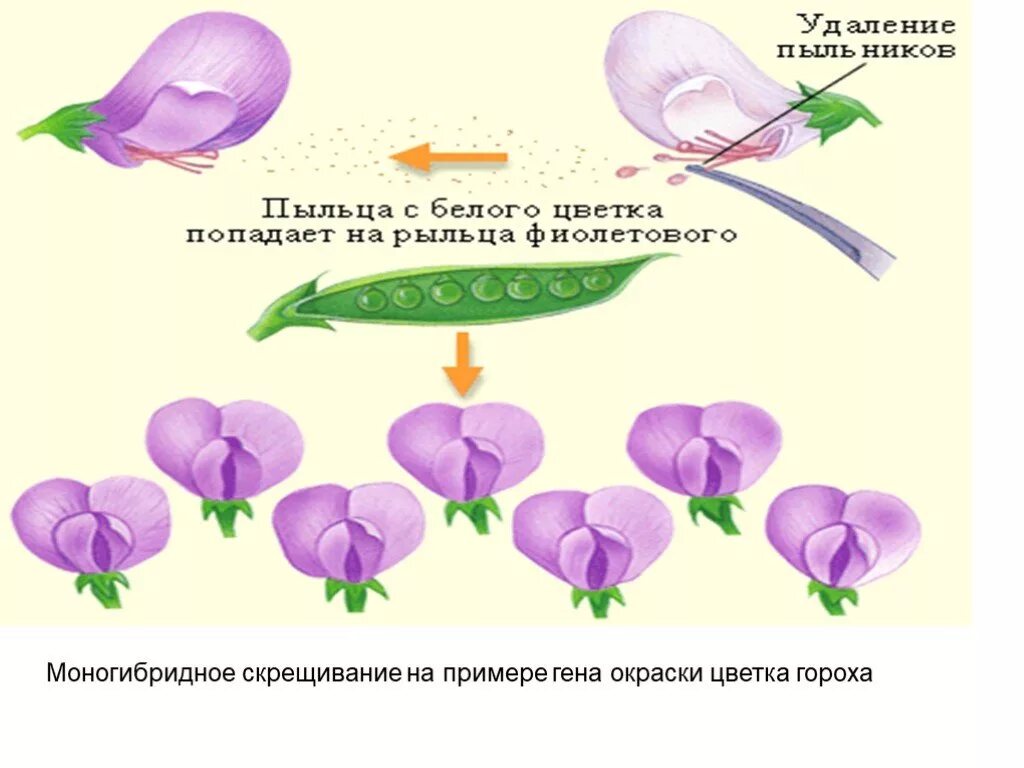 Скрещивание представителей чистых линий метод. Моногибридное скрещивание гороха. пример скрещивания на горохе. чистая линия мендель. моногибридное скрещивание цветы.