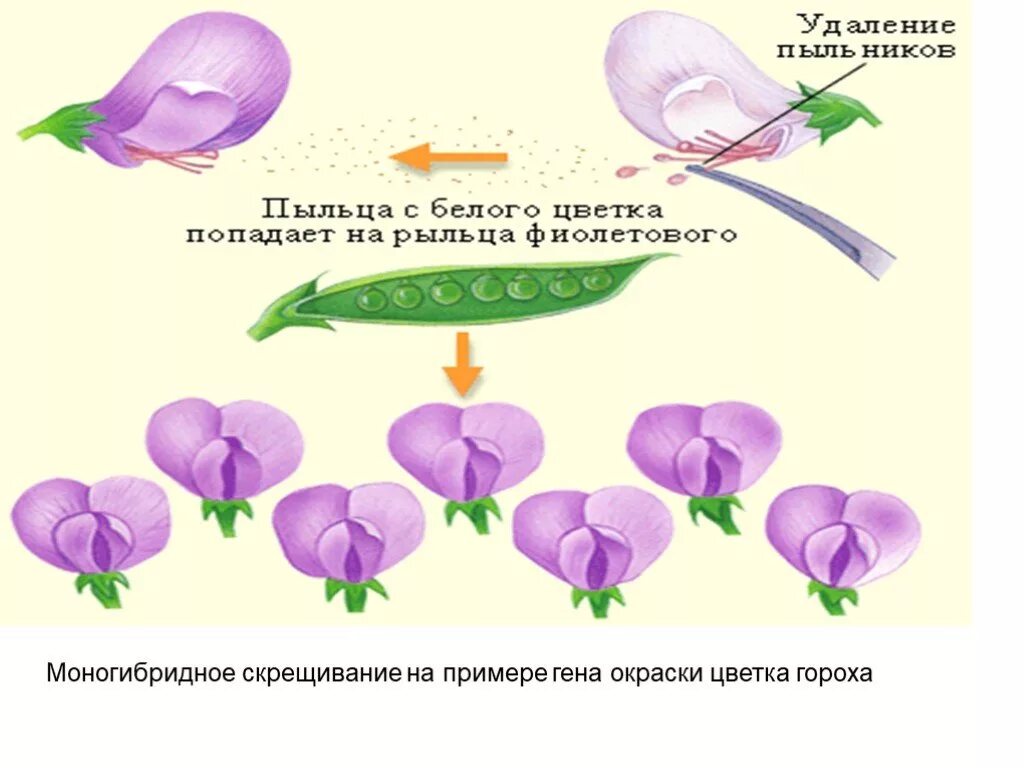 Моногибридное скрещивание гороха. Пример скрещивания на горохе. Чистая линия Мендель. Моногибридное скрещивание цветы.