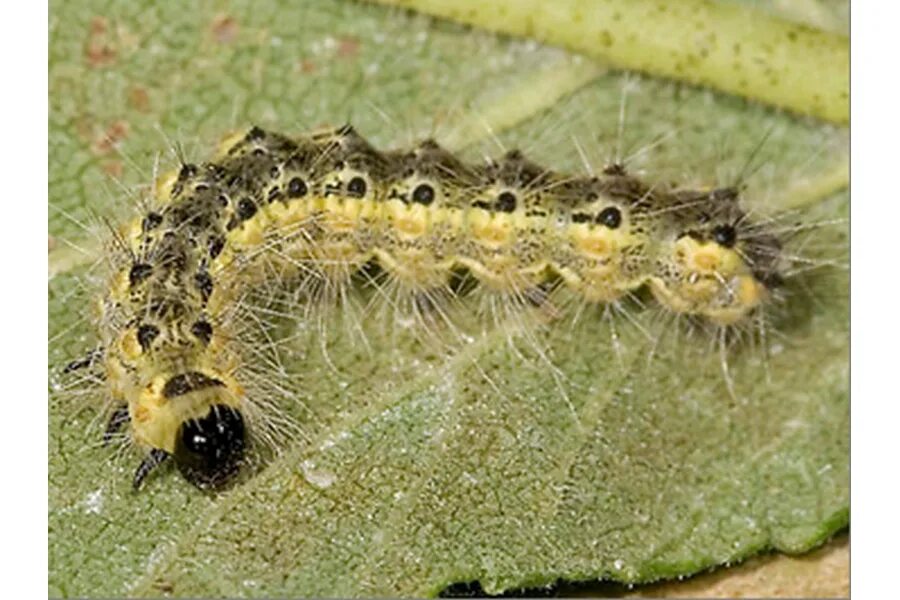 Американская белая бабочка Hyphantria cunea. Hyphantria cunea гусеница. Гусеницы американской белой бабочки (Hyphantria cunea). Белая бабочка вредитель. Гусеница белой бабочки