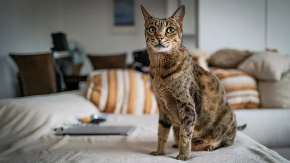 10 Rare Cat Breeds You Have to See to Believe! #cats #Rarecat #catsofinstagram #