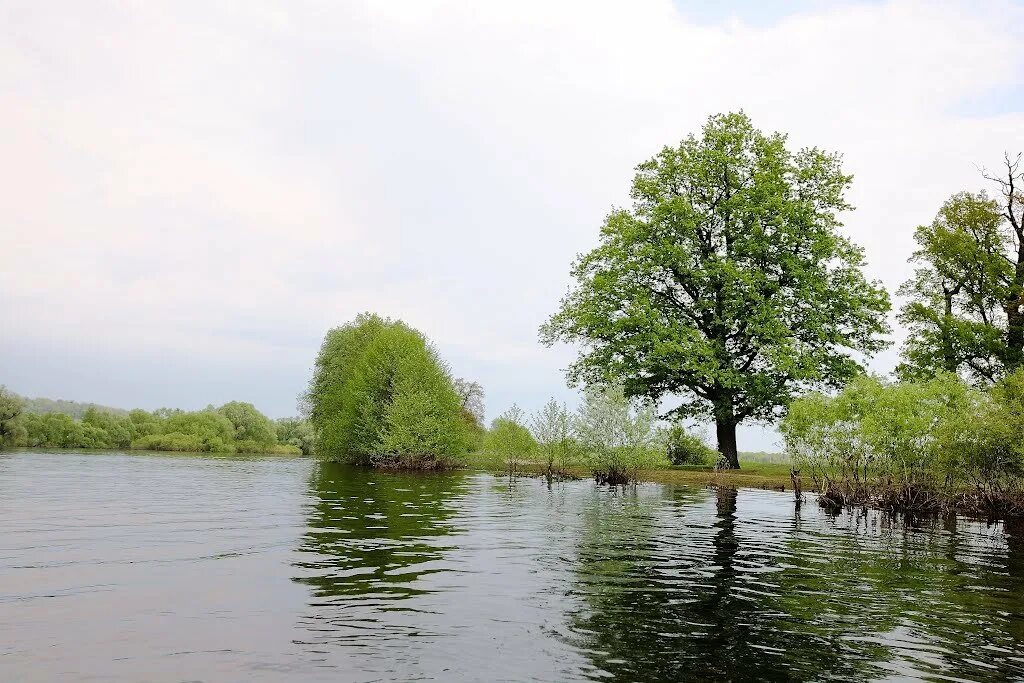 Вода рамонь