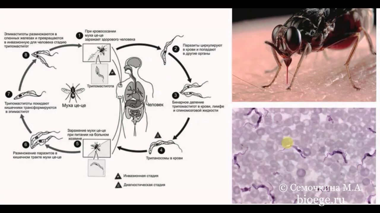 Трипаносома brucei жизненный цикл. Трипаносома Крузи жизненный цикл. Трипаносомоз цикл развития. Трипаносомы цикл Муха ЦЕЦЕ.