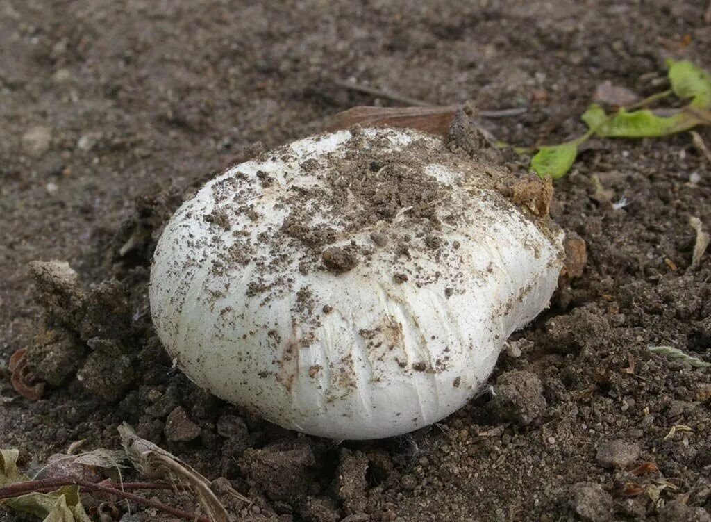 Как называются грибы которые растут под. Шампиньон двукольцевой. agaricus bitorquis. гриб шампиньон навозный. грибы растущие на навозе.
