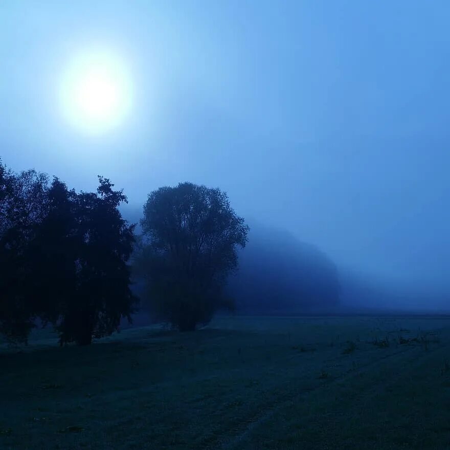 Сизый туман. Густой туман. Мрачное одинокое дерево. Голубая мгла. Туман на воде.