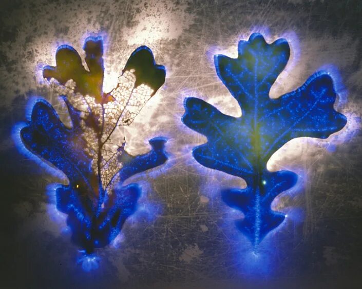 Кирлиан-фотосистема. Энергетика листьев. Энергетика листьев. Энергосбережение на прозрачном фоне. Энергетика листьев.