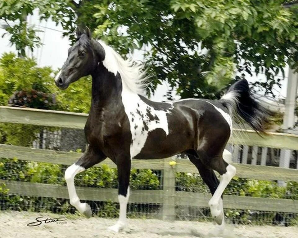 Американская верховая. Лошадь породы Пинто. Американская верховая лошадь. Лошадь породы американская верховая. Сэдлбредная лошадь.