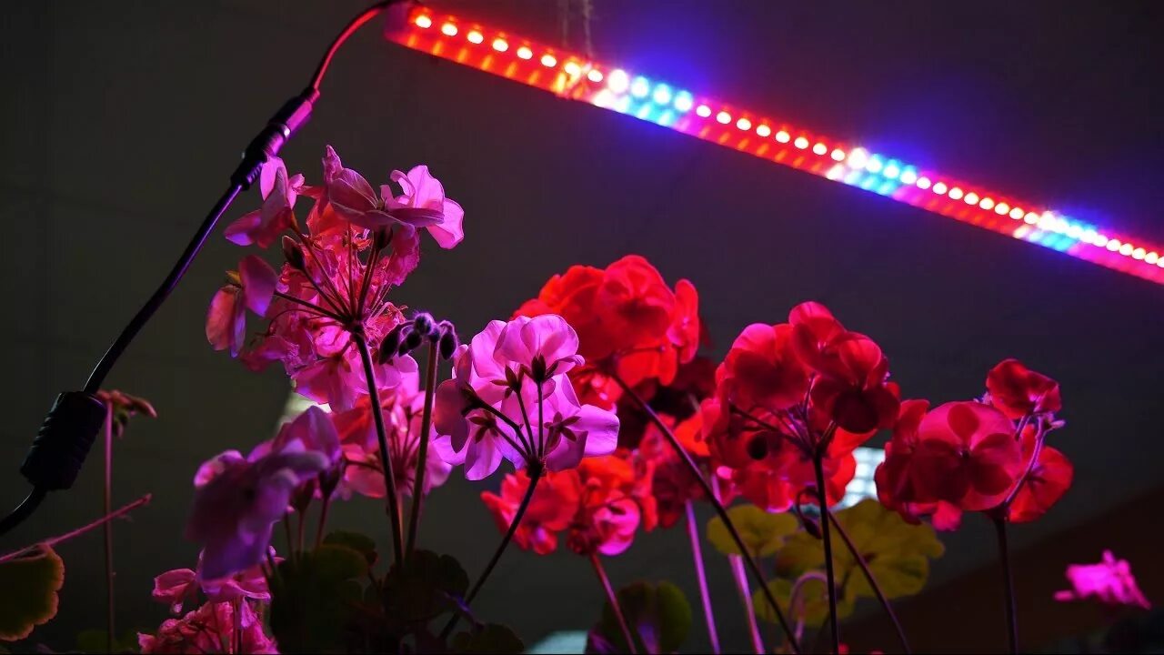 Розовый свет фитолампа. Фитолампа gr14. Фитолампа gr14 655mm. Подсветка для цветов. Светодиоды для растений.