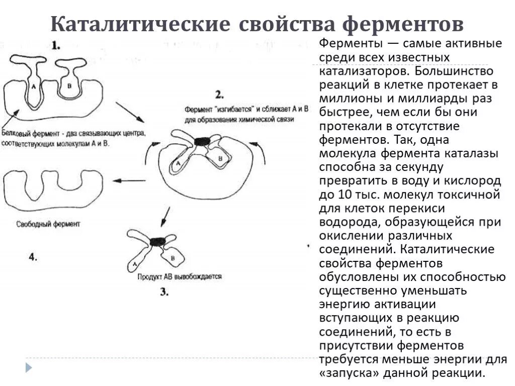 Свойства катализаторов ферментов. Свойства ферментов. Каталитическое действие ферментов. Схема работы фермента.