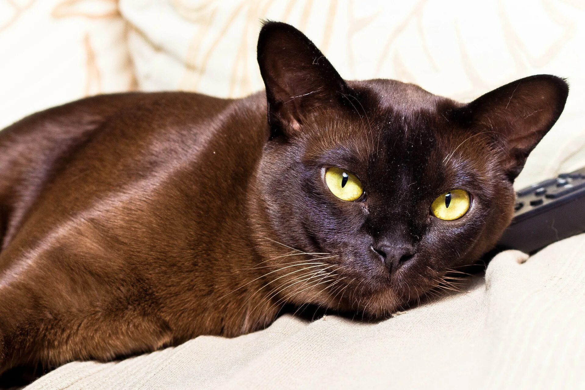 Породы коричневых котов. Европейская Бурма кошка. Бурманская короткошёрстная (Бурма). Кошка шоколадная Бурма. Шоколадная Бурманская кошка.