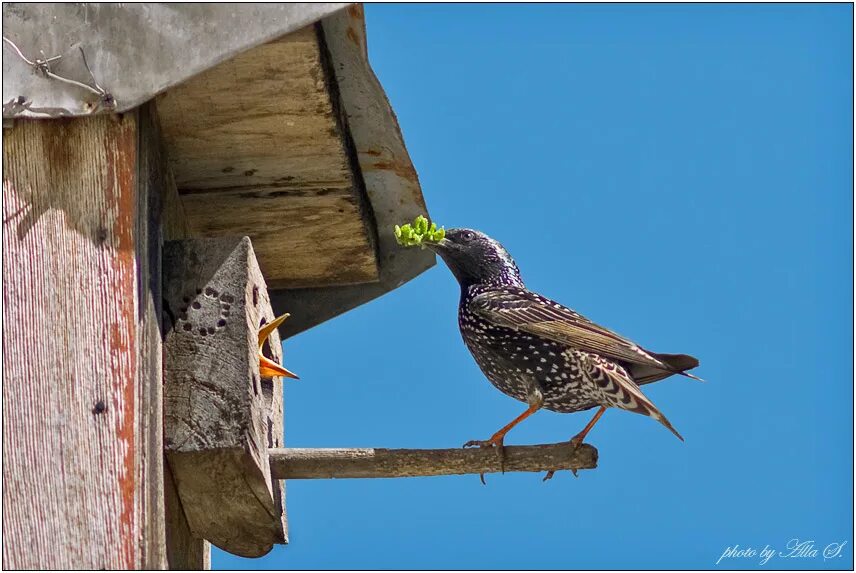 скворец с добычей. скворец питается. обыкновенный скворец птенцы. дудаим скворцы. скворцы в подмосковье.
