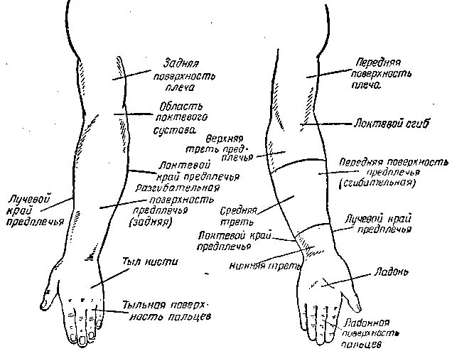 Части руки человека