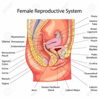 Education Chart of Biology for Female Reproductive System Diagram 