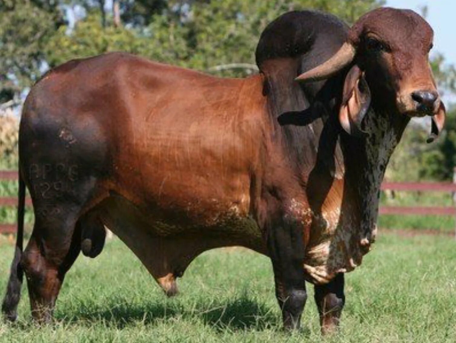 Bull cock. Спаривание буйволов.