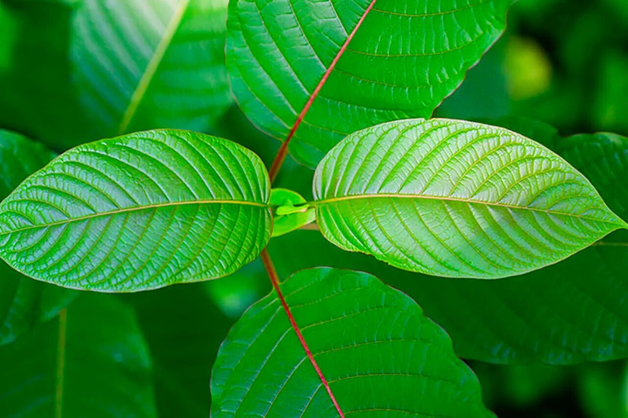Кратом описание. Кратом описание. Кратом растение. Кратом (mitragyna speciosa) комнатные. Кратом (mitragyna speciosa).