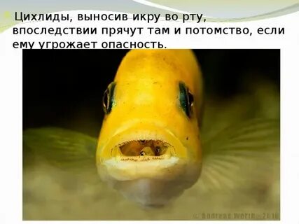 Рыбы рожающие ртом