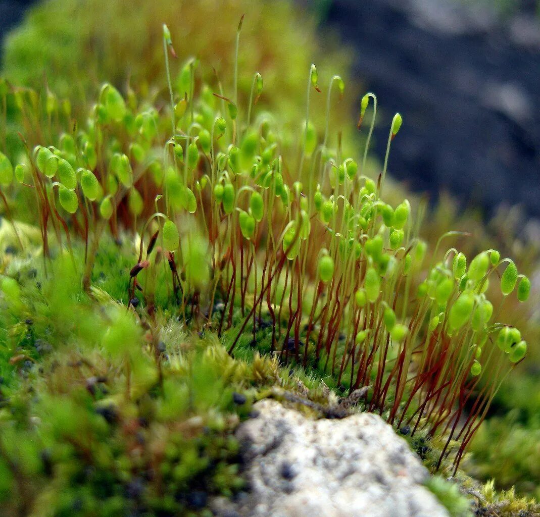 Листостебельные растения спорофит. Мхи Bryophyta. Моховидные растения сфагнум. Гаметофит мха. Гаметофит мха сфагнума.