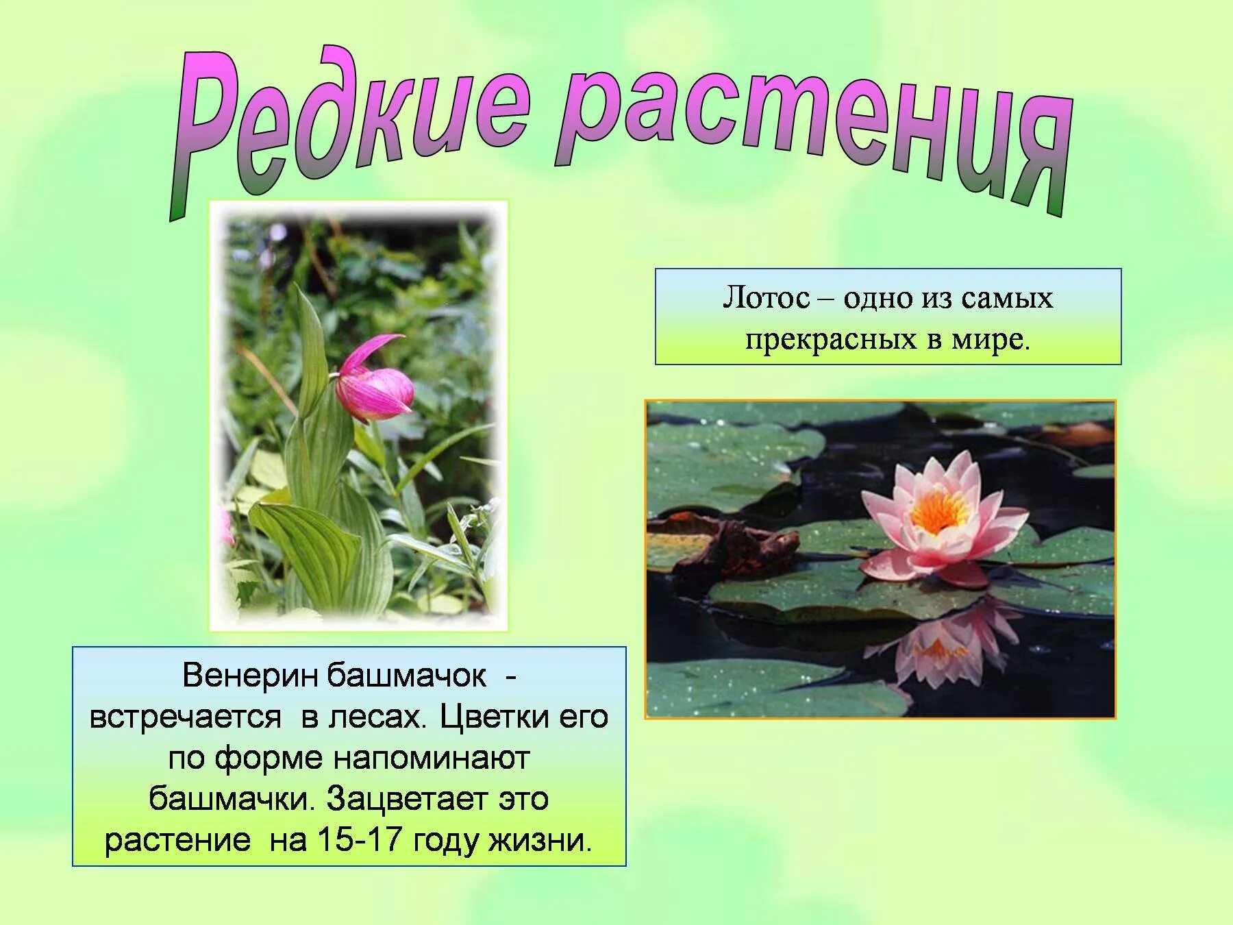 Растения занесенные в красную книгу 2 класс. Растения из красной книги 2 класс окружающий мир. краснокнижные растения леса. растение леса в красной книге. лесные растения красной книги.