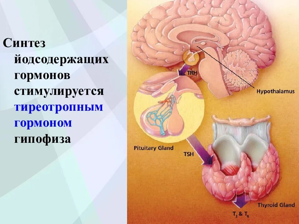 Тиреотропный гормон гипофиза функции. Гипоталамус гипофиз щитовидная железа. Гипоталамус гипофиз щитовидная железа схема. Синтез гормонов гипофиза. Тиреотропный гормон гипофиза