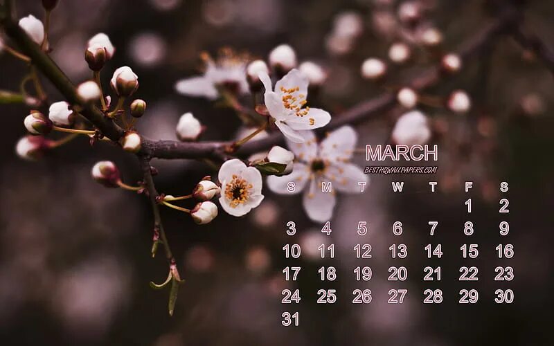 Заставка на телефон календарь март 2024. Календарь на март на заставку. Календарь Сакура. Календарь март на заставку телефона.