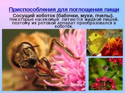 Примеры приспособления насекомых