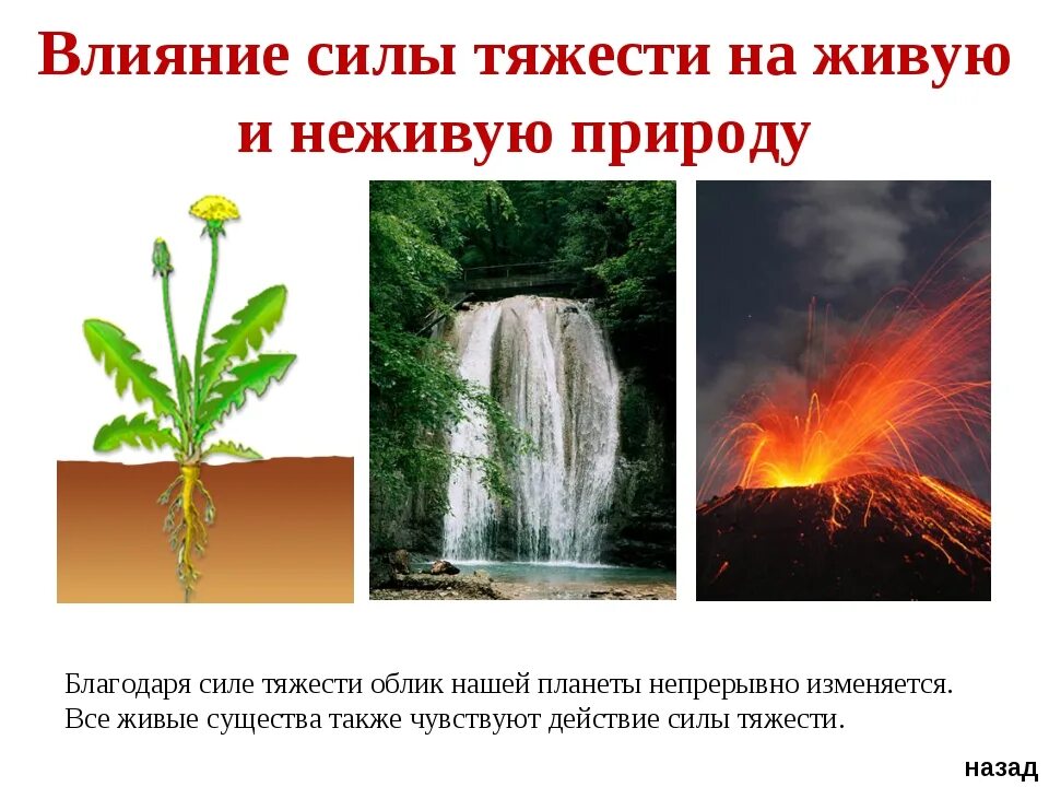 Сила тяжести примеры. Влияние неживой природы на живую. Влияние силы тяжести на живую природу. Проявление силы тяжести в природе.