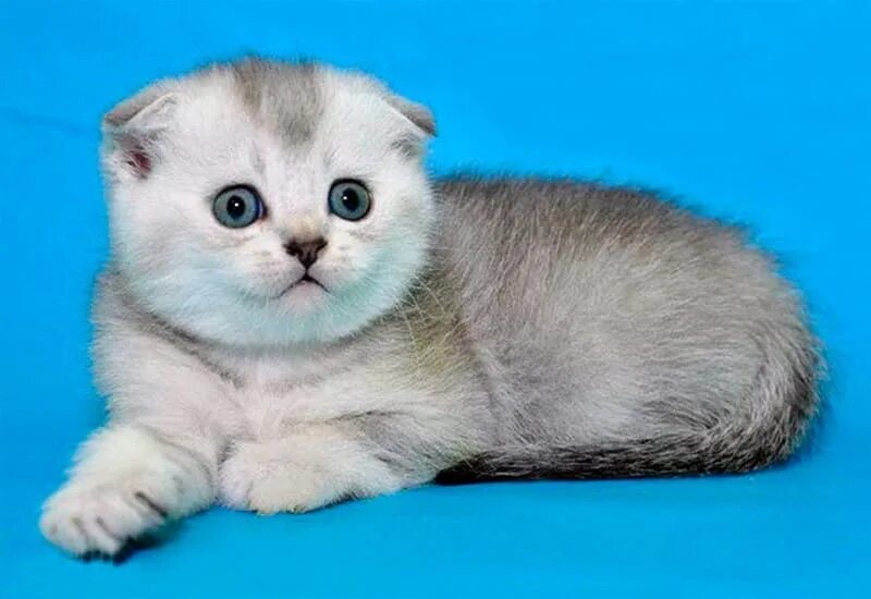 лиловый шотландский вислоухий кот. цвет шотландских вислоухих котят. цвет шотландских вислоухих котят. лиловый шотландский скоттиш фолд. шотландские кошки вислоухие кремовый табби.
