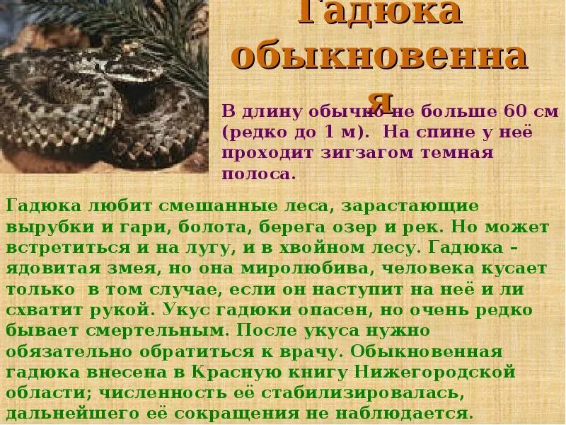 Гадюка пресмыкающиеся описание. Змея гадюка рассказ. Гадюка обыкновенная окружающий мир 2 класс. Гадюка обыкновенная 3 класс окружающий мир.