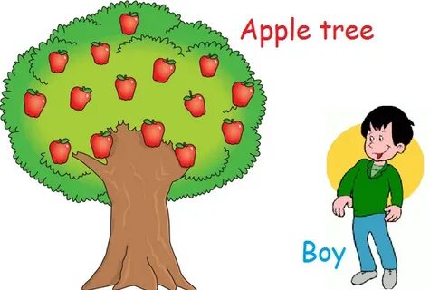 This is apple tree