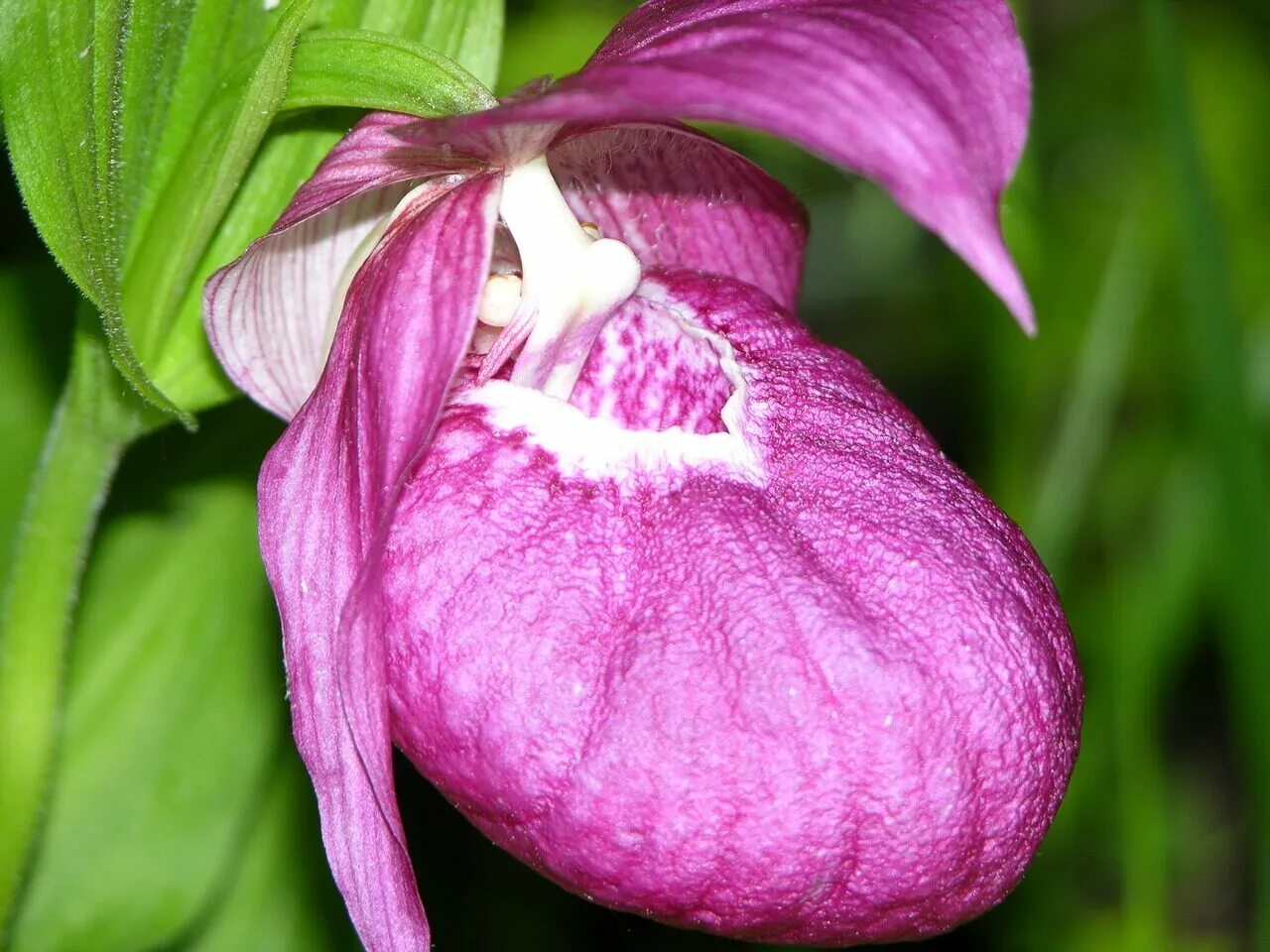 Сердце башмачок. Венерин башмачок. венерин башмачок капельный. cypripedium guttatum башмачок капельный. цветок башмачок кальцеолярия.