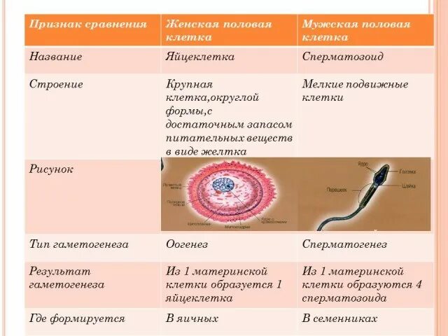 Различие мужских и женских половых клеток. Форма клетки яйцеклетки. Запас питательных веществ сперматозоида и яйцеклетки. Половые клетки. Форма клеток сперматозоида и яйцеклетки.