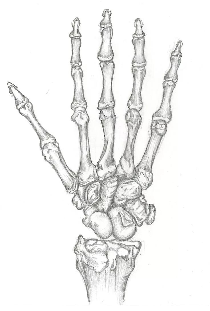 Skeleton hands