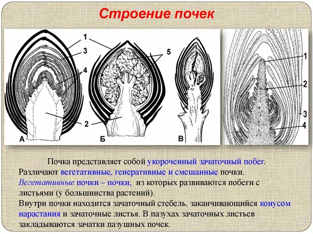 Зачаточное состояние. Строение вегетативной почки ЕГЭ. Схема строения вегетативной и генеративной почки. Строение генеративной почки побега. Вегетативная почка и зачаточный побег.