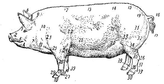 Стати экстерьера свиньи. Области тела свиньи. Основные стати свиньи. Телосложение свиней. Оценка свиней