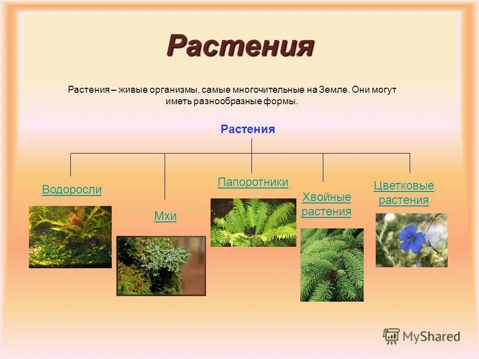 Какие виды организмов. Растение живой организм. Группы растений. Группы организмов растений. Виды растений.