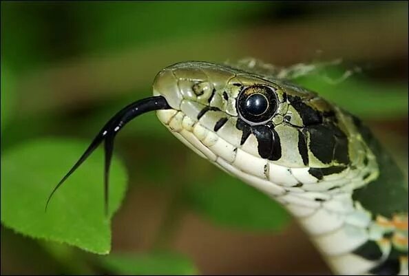 У змеи сросшиеся веки. Rhabdophis tigrinus. Язык змеи. Змея с языком. Тигровый уж.