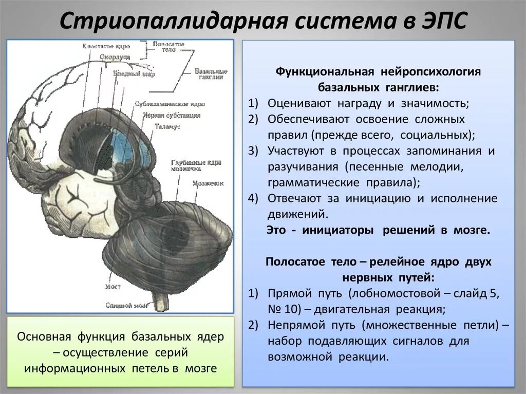 Базальные ганглии мозга. Базальные ядра Стриопаллидарная система. Подкорковые ядра головного мозга функции. Cтриатуполидарная система. Функции стриопаллидарной системы головного мозга.