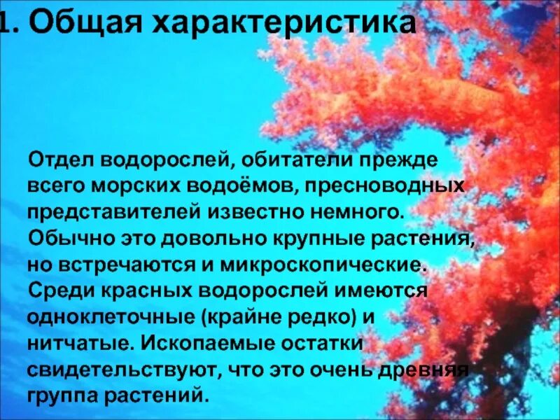 Сообщение о красных водорослях 7 класс кратко. Сообщение о красных водорослях 7 класс кратко