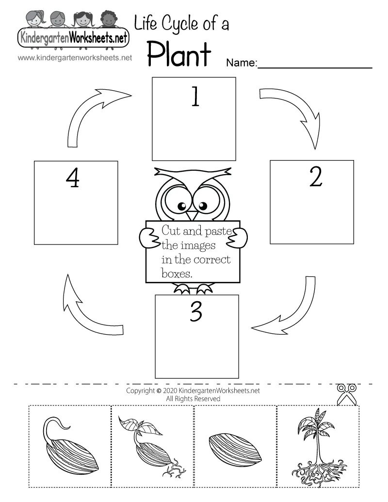 Plant cycle. Plant Life Cycle Worksheets. Life Cycle Worksheet. The Cycle of a Plant Worksheet. Plant Life Cycle for Kids.