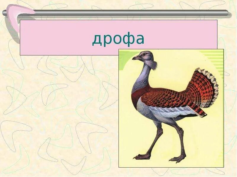 Дрофа огэ. Дрофа птица рисунок.