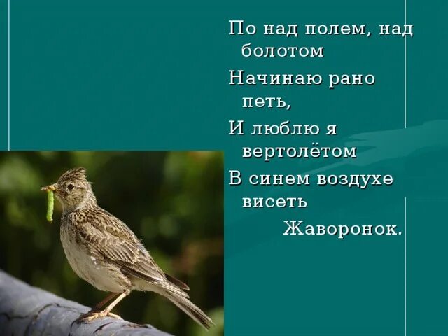 Определить какая птица поет. Птицы начали петь. какая птица начинает петь раньше всех. жаворонок над полем. какая птица начинает петь позже всех.