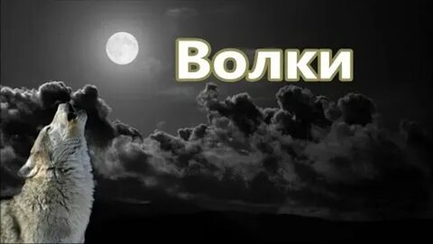 Волки песня и видео