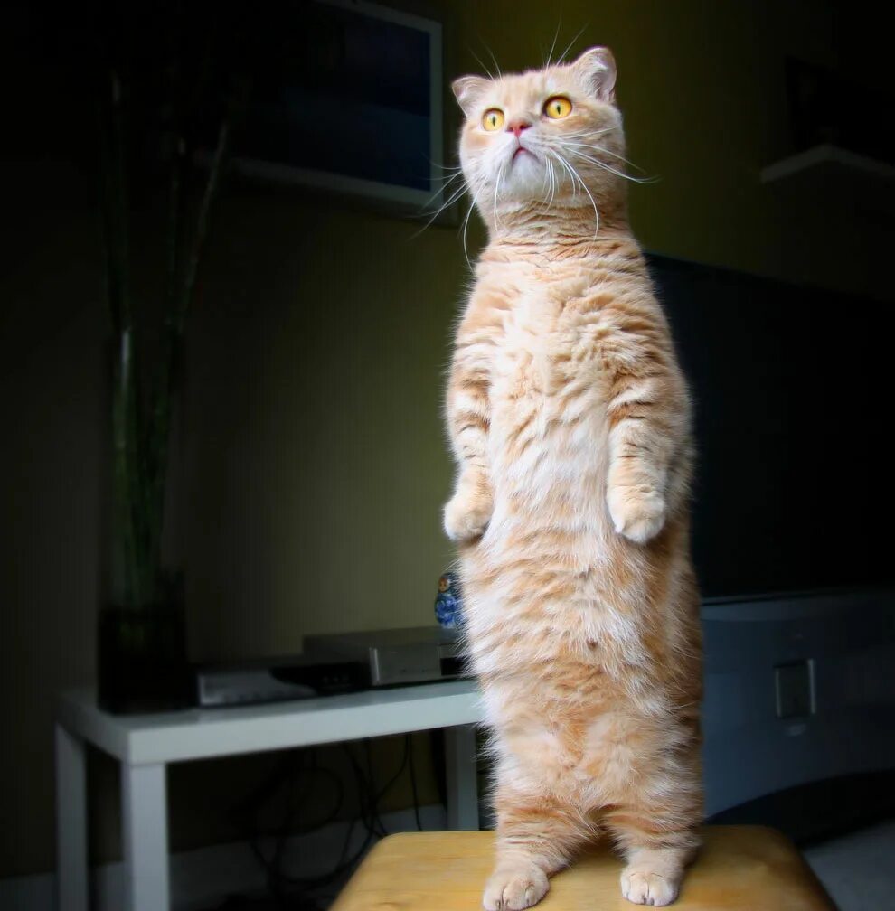 Смешные картинки про маникюр. Просыпайся хозяин. Прикольные коты. Будильник просыпайся мой хозяин это я твой телефон. Просыпайся мой хозяин я спешу тебе.