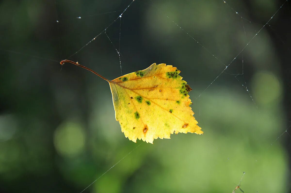 последний желтый лист. последний жёлтый лист падал. последний желтый лист. последний жёлтый лист картинки. последний желтый лист.