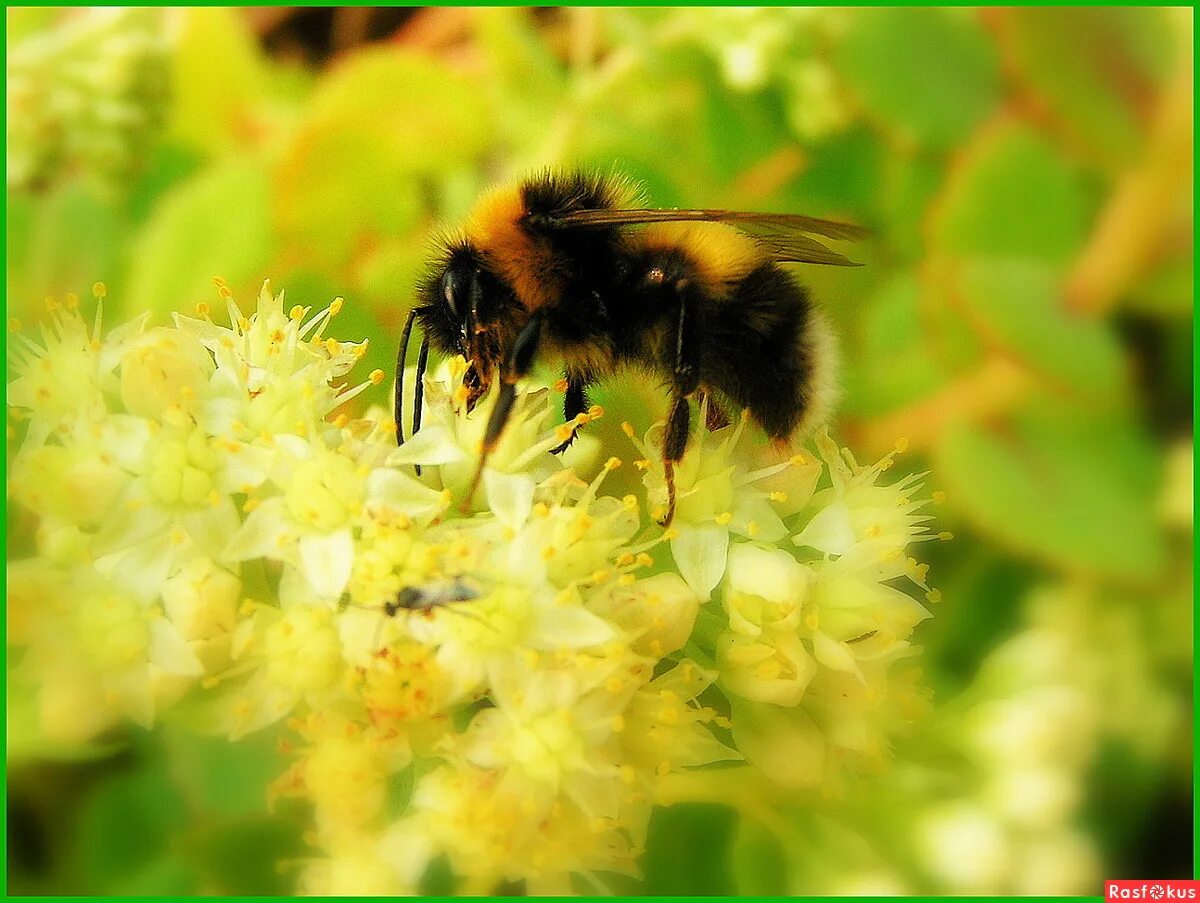 мохнатый шмель на душистый хмель. мохнатый шмель на душистый хмель. мохнатый шмель. мохнатый шмель на душистый хмель. мохнатый на душистом хмеле.