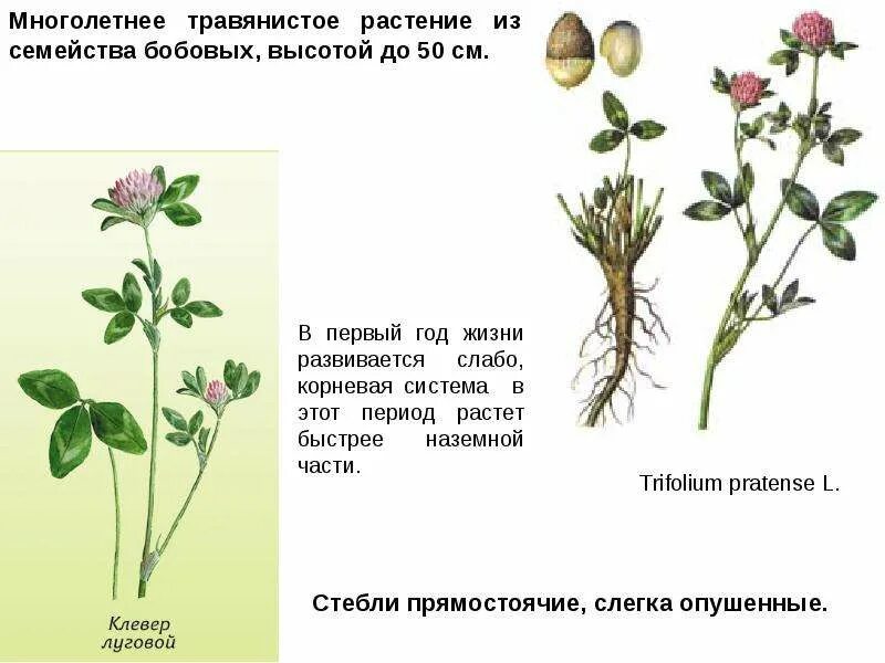 Плод клевера ползучего. Клевер Луговой Trifólium praténse. Побег клевера Лугового. Клевер ползучий метаморфозы побега.