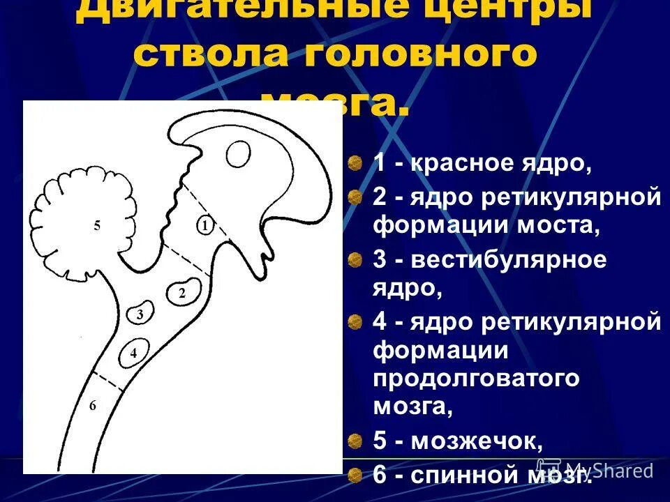 Ядра ретикулярной формации. Ядра ретикулярной формации функции. Ядра ретикулярной формации. Ядра шва ретикулярная формация. Ядра ретикулярной формации ствола мозга.