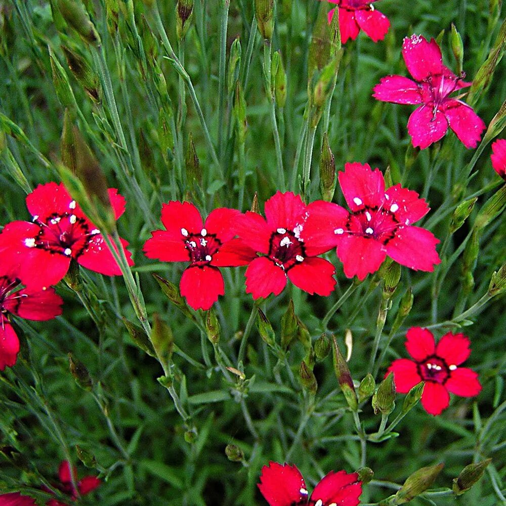 Гвоздики в россии. Гвоздика травянка. Гвоздика травянка (Dianthus deltoides). Гвоздика травянка Brilliant.